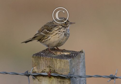 Meadow Pipit on a Post DM0864